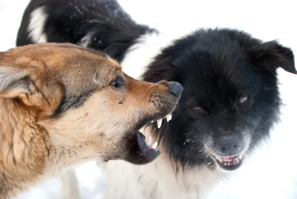 Câinii masculi se luptă adesea între ei pentru superioritate ierarhică sau pentru femelele în călduri.