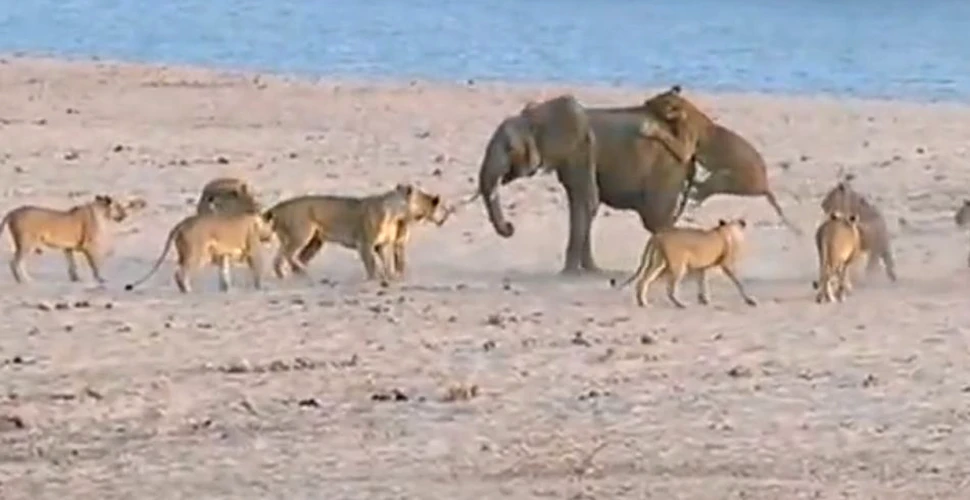 Luptă pe viaţă şi pe moarte între un pui de elefant şi 14 lei (VIDEO)