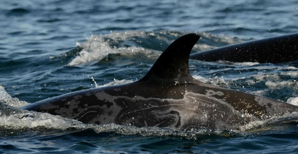 Bolile de piele fac ravagii printre balenele ucigașe și îngrijorează oamenii de știință
