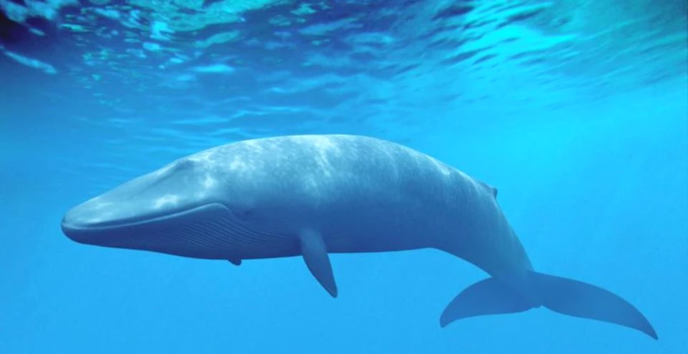 Balenele au nervi similari corzilor de bungee