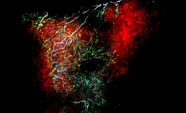 Un nou tip de celule descoperit recent pare să regleze ritmul cardiac și funcțiile inimii