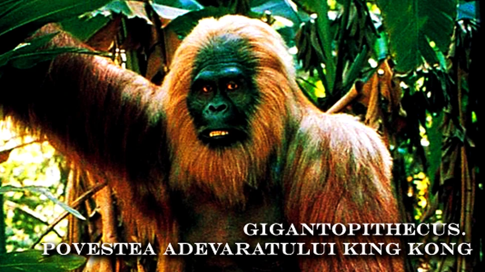 Gigantopithecus – Povestea adevaratului King Kong