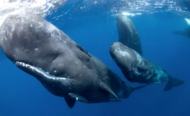 Cercetătorii dezvoltă un algoritm pentru a comunica cu balene. Primele rezultate sunt promițătoare