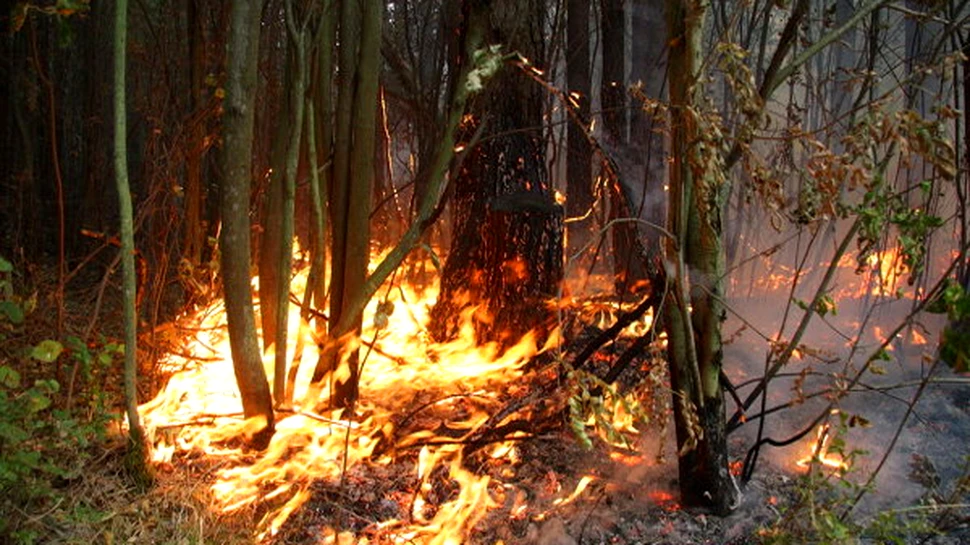 Cioban arestat pentru incendiere de padure