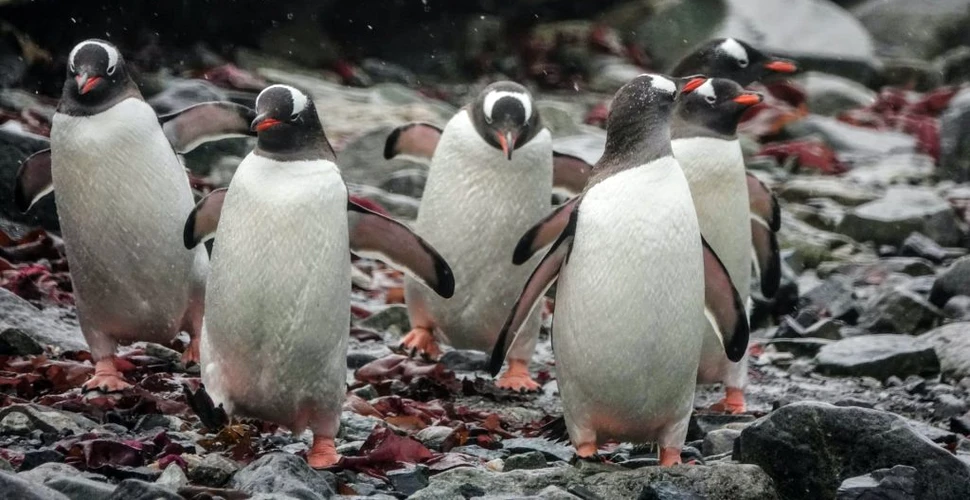 Pinguinii gentoo sunt, de fapt, patru specii diferite, nu doar una. Ce ar însemna o reclasificare a regatului pinguinilor