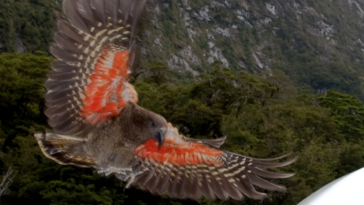 1-kea-about-to-land-displaying-orange-underside-of-wing 