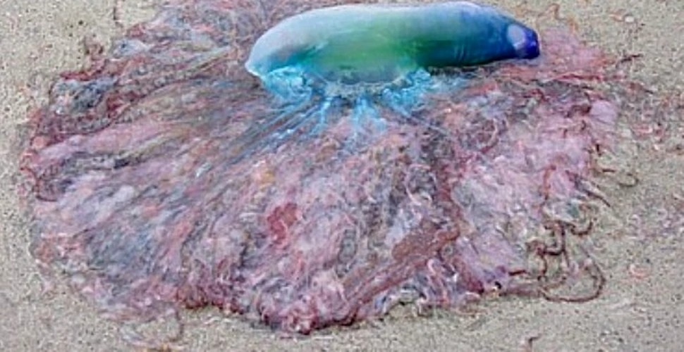 Meduza-killer a fost detectata in Mediterana