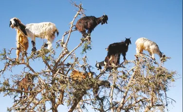 Descoperire remarcabilă a cercetătorilor: caprele sunt esenţiale pentru menţinerea ecosistemelor