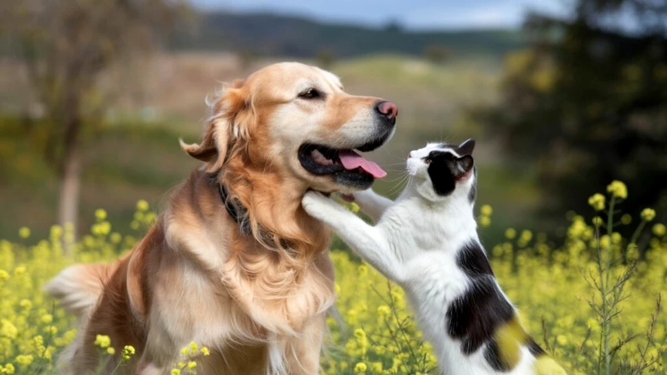 Animalele de companie sunt din ce în ce mai expuse la cocaină, arată un nou studiu