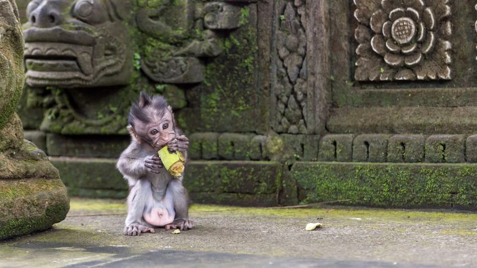 Ziua Mondială a Animalelor. Muzeul Grigore Antipa oferă acces gratuit tuturor vizitatorilor care poartă numele unui animal