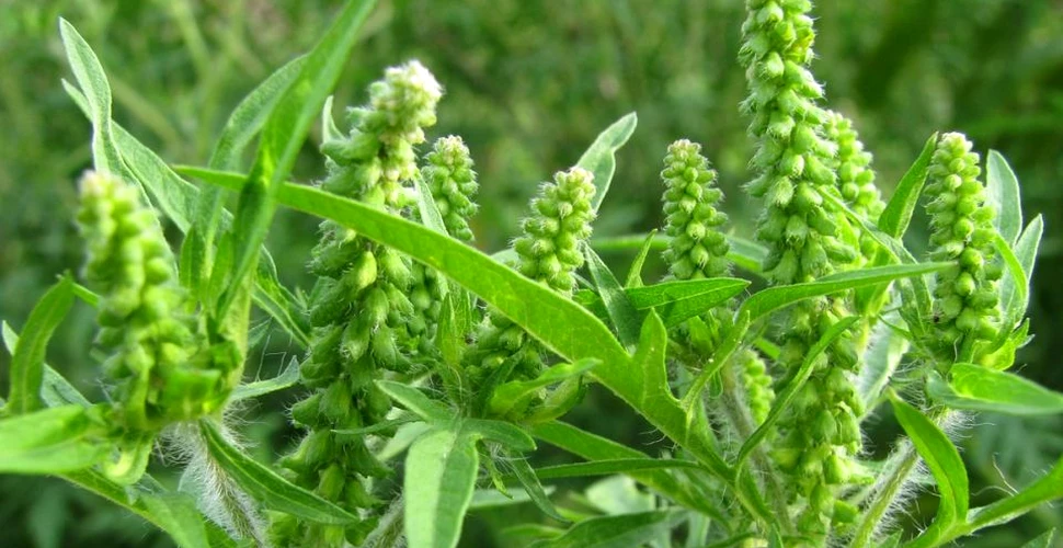 Ambrozia, cea mai alergenică plantă din România