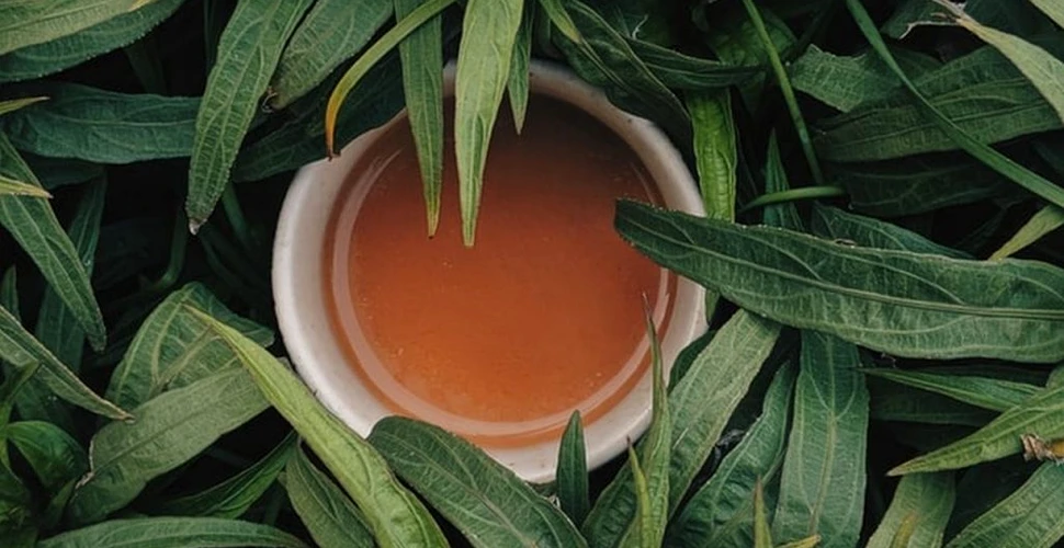 Ceaiul ayahuasca stimulează formarea de noi neuroni