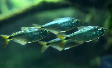 Importanţa surprinzătoare a unor gene de peşte pentru sănătatea umană. Poate duce la o alternativă pentru transplantul de inimă