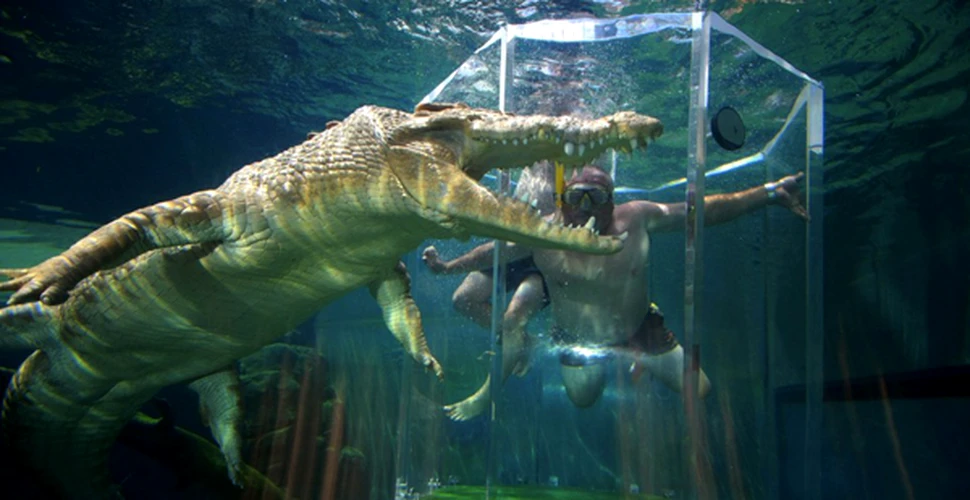 Cusca Mortii: Inoata alaturi de crocodili