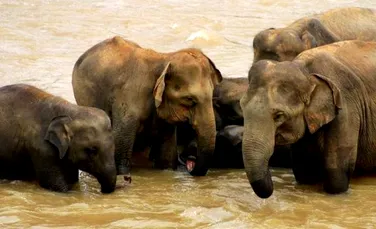 Elefanţii din Sri Lanka: mai mulţi decât se credea, dar tot ameninţaţi