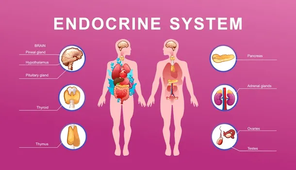 sistemul endocrin