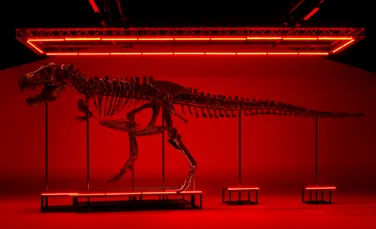Unul dintre cele mai spectaculoase schelete de T. Rex, scos la licitație în premieră europeană