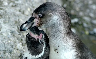Filmare în premieră: liliacul-vampir atacă puii de pinguin