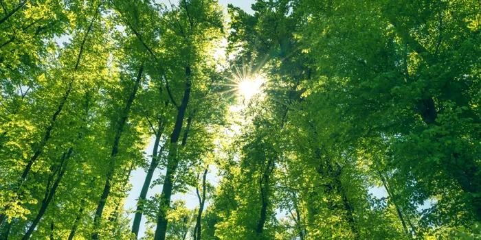 Concluziile unui studiu: Lăsați pădurile să se dezvolte pentru a capta carbon