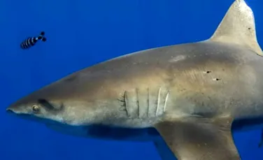 „Fantoma din adâncuri” care ar fi produs cicatrici misterioase pe spatele unui rechin