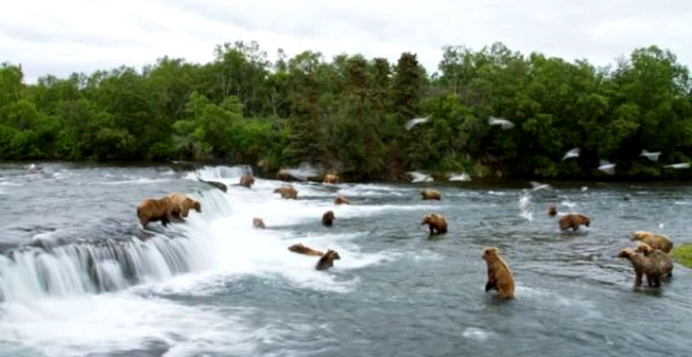 Ursii pescari, un spectacol fabulos care atrage mii de turisti (FOTO)