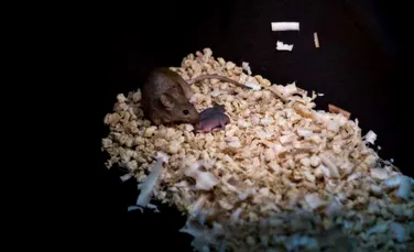 Ultima ispravă a cercetătorilor chinezi: şoareci născuţi din părinţi de acelaşi sex cu ajutorul editării genetice şi a celulelor stem