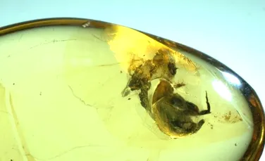 O bucată de chihlimbar în care a fost prinsă o insectă mai adaugă cel puţin 50 de milioane de ani vechimii procesului de polenizare