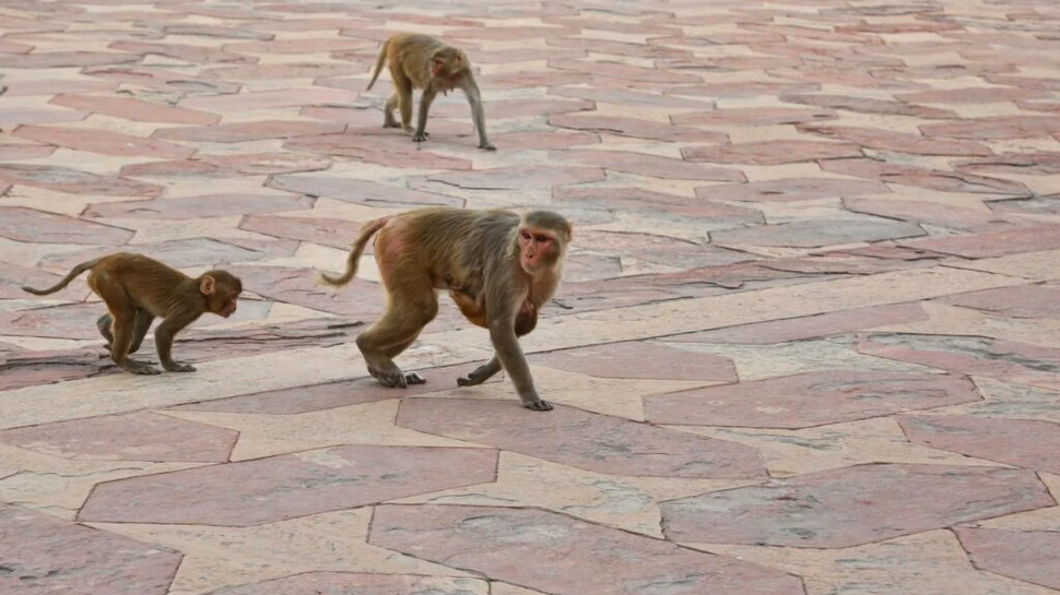 Cum încearcă India să alunge maimuțele rhesus înainte de summitul G20?