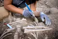 Arheologii au descoperit un copil îngropat cu 142 de câini, într-o necropolă egipteană antică
