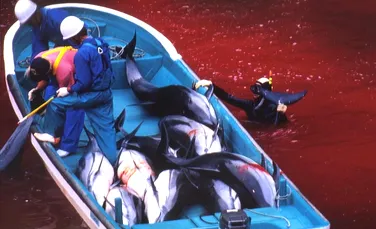 Ucigaşii de delfini din Japonia şi-au dezvăluit noile planuri