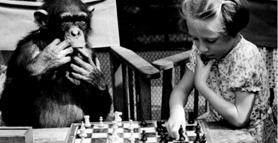Batalia genelor: om vs. cimpanzeu