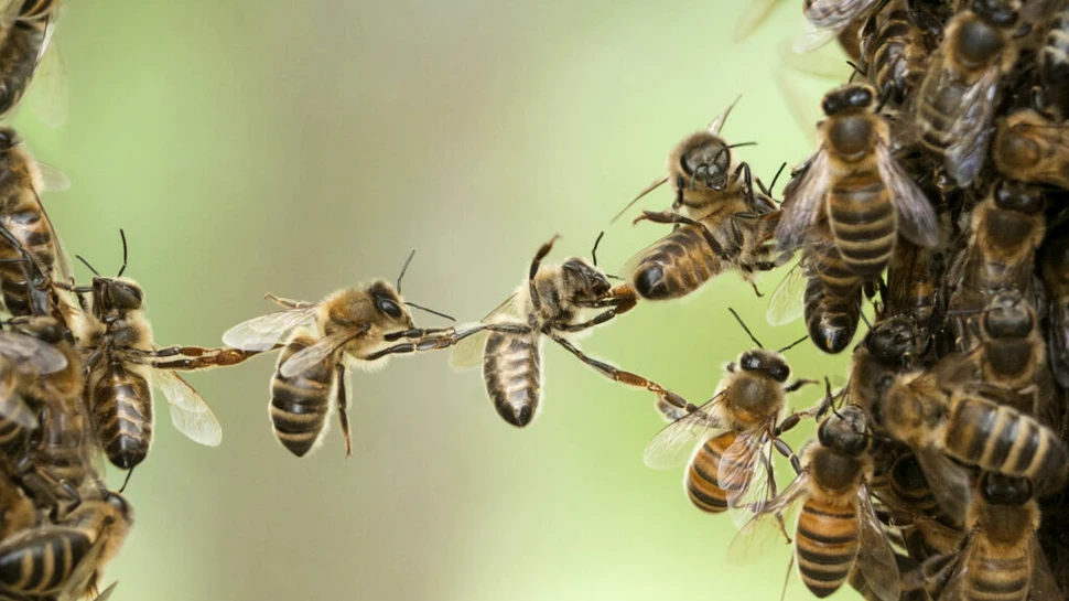 Imagini cu o „albină vrăjitoare”, surprinse în emisiunea „Wild Isles” cu David Attenborough