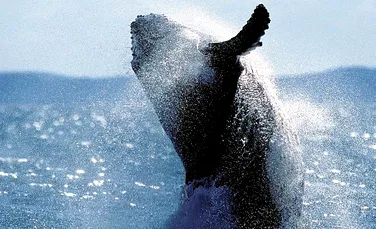 Din misterele naturii: a fost surprins „cântecul magic” al balenei cu cocoaşă (AUDIO)