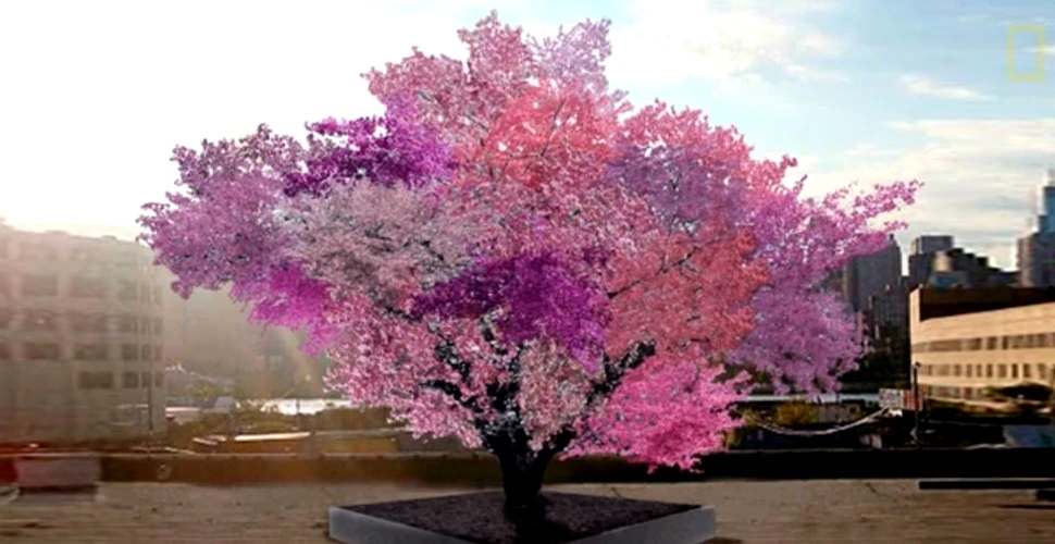 Acest bărbat a creat pomul cu 40 de fructe diferite, utilizând o metodă simplă şi foarte cunoscută