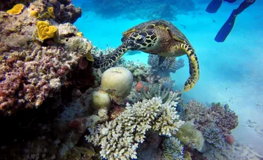 Omenirea a pierdut peste 50% din Marea Barieră de Corali. Ce îi îngrijorează cel mai mult pe oamenii de știință