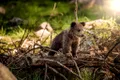 Rezultatele primului studiu genetic din România. Câți urși se află în Munții Făgăraș?