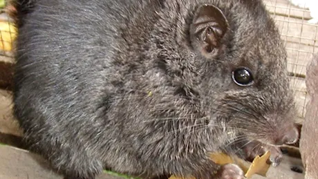 Cercetătorii au crezut că aceste rozătoare au dispărut acum 11 milioane de ani, dar apoi le-au găsit în junglă