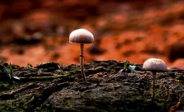 Avertisment: Rețeaua subterană care susține viața pe Pământ are nevoie urgentă de conservare