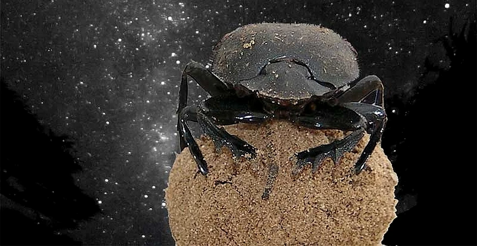 Cei mai mici astronomi din lume: gândacii de bălegar folosesc Calea Lactee pentru a se orienta