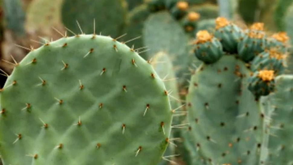 Una din trei specii de cactuşi ar putea dispărea. Avertismentul specialiştilor