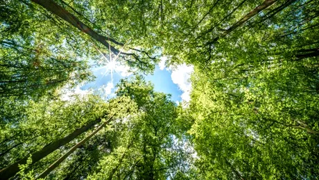 Copacii au un efect puternic de calmare a minții, arată un nou studiu