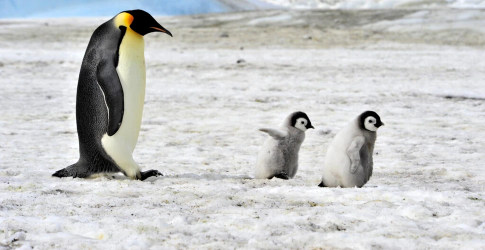 Noi colonii de pinguini imperiali, observate tocmai din spațiu