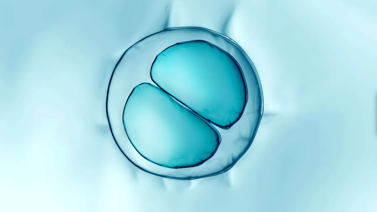 celule stem 