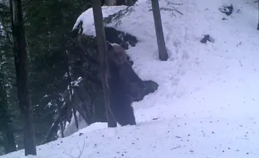 Imagini amuzante cu un urs care se scarpină de un arbore, într-o pădure din România