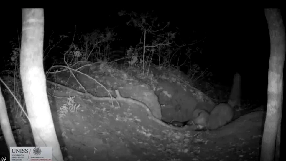 O filmare spectaculoasă surprinde momentul în care o vulpe roșie vânează un pui de lup