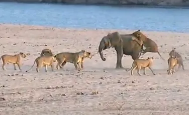 Luptă pe viaţă şi pe moarte între un pui de elefant şi 14 lei (VIDEO)