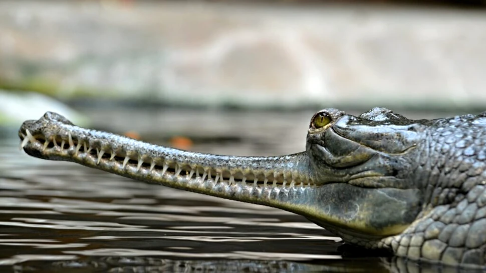 Dinți de gavial, descoperiți în urmă cu 100 de ani, expuși la Muzeul de Istorie Naturală din Sibiu