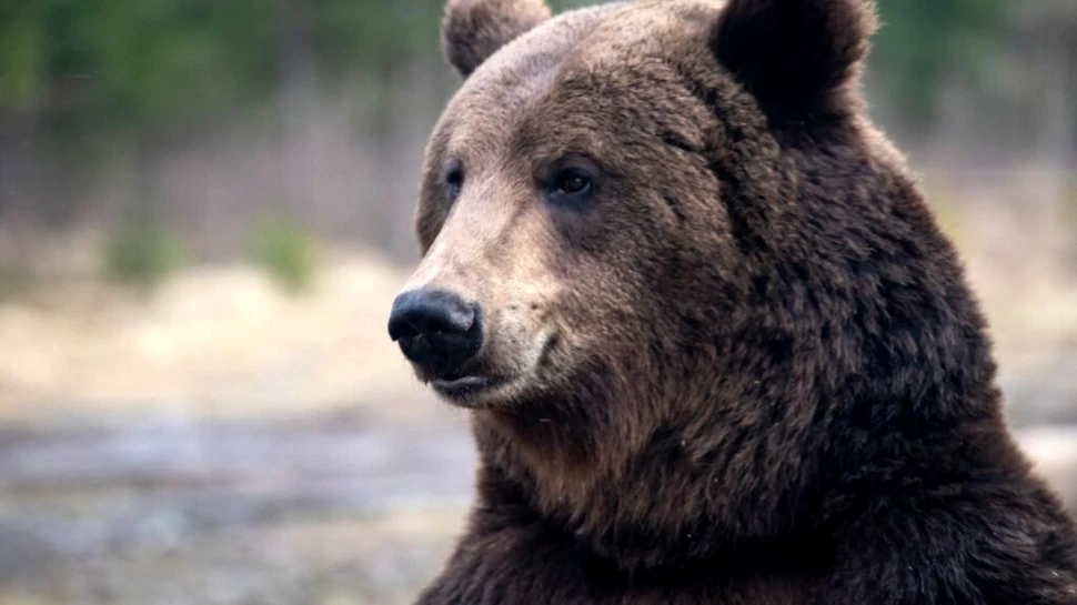 Test de cultură generală. De ce hibernează unele animale?