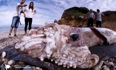 Cum arată cel mai mare nevertebrat de pe Pământ? Un exemplar a fost găsit pe o plajă din Spania