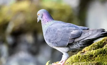 Un bărbat din Tokyo, arestat după ce ar fi biciuit un porumbel înainte să-l ucidă